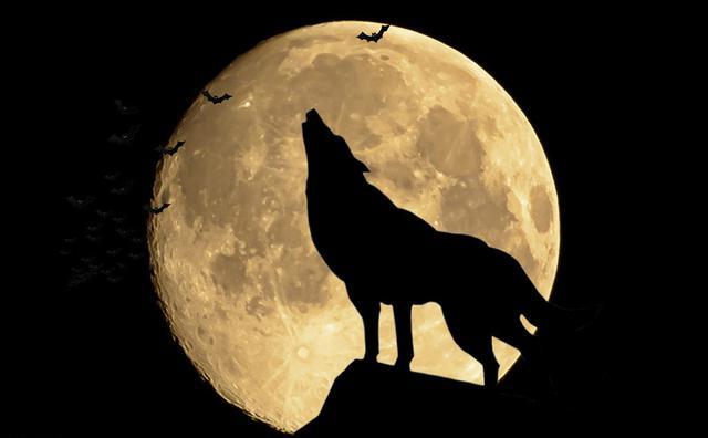 狗狗为什么喜欢学狼叫?先别急着骂,这些原因你要知道