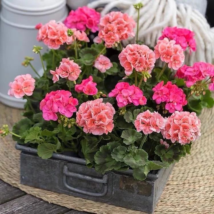 这4种"圆球花",花朵圆球形,鲜艳缤纷,好看好养又吉利