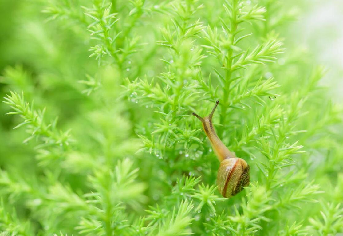 如何防治菜地里的蜗牛?老农教你3个技巧,让蜗牛远离农田