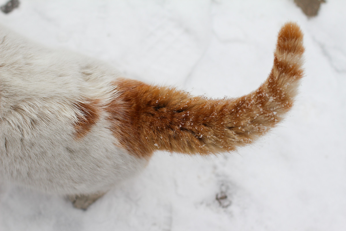 这些事很让猫"反感",求求你,别再做了