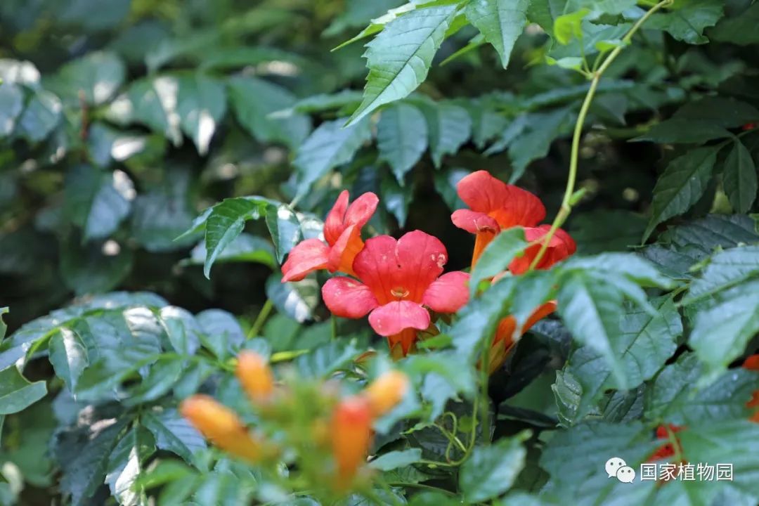 攀援伸展迎风舞,橙花绿叶缀枝头