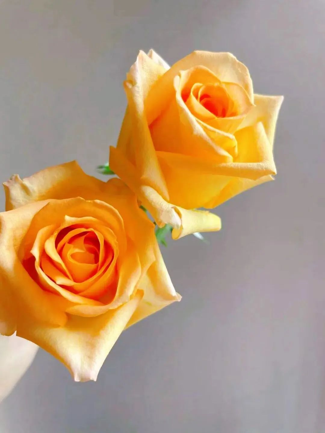 假日公主月季,我只钟情于你|花名册no.00111