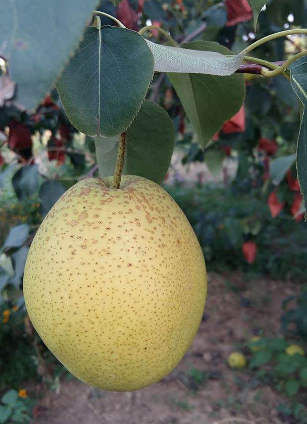 赵州雪花梨:石家庄赵县的明珠特产