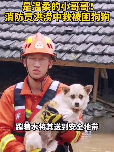 消防员解救猫狗并非必须,以解救人员为先,其它生命应量力而行