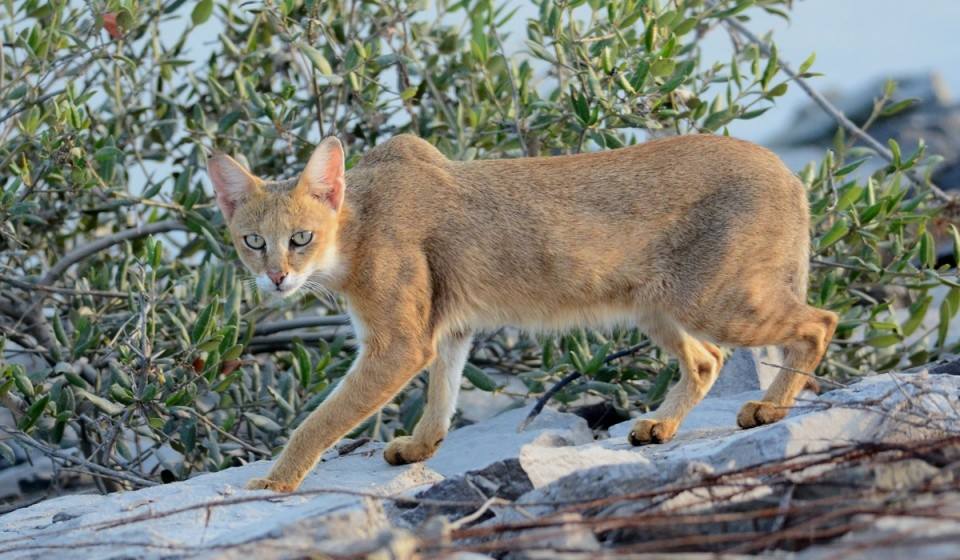 野生狸猫图片 野猫图片