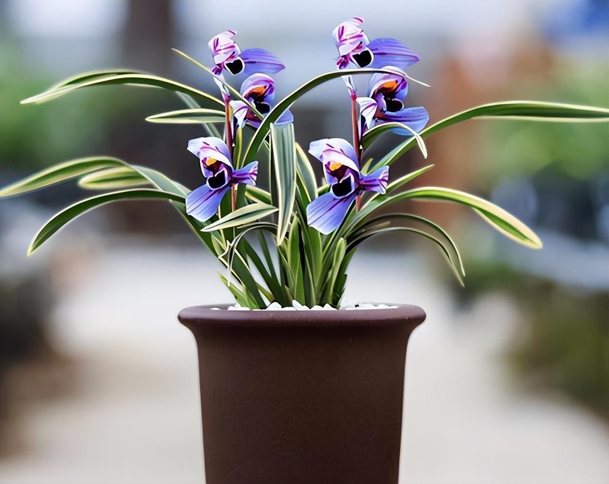 浪漫梦幻的紫色兰花,香气迷人,花姿典雅,值得兰友们居家养护