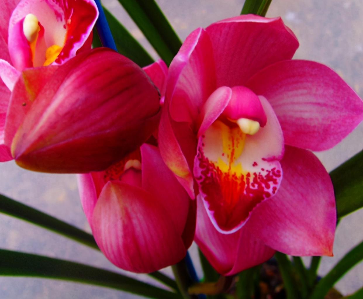 名贵兰花大将军,花色艳丽,香味浓郁,养在家里很喜庆