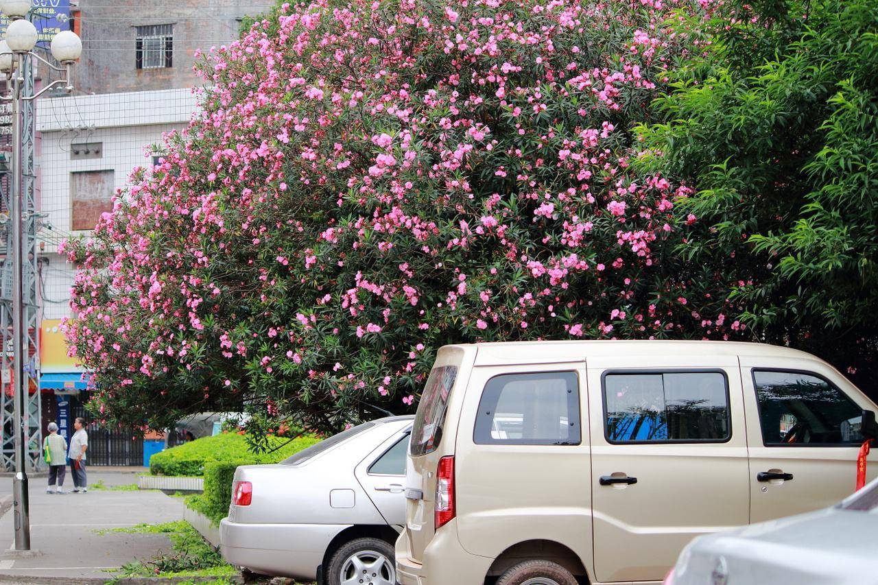 夹竹桃明明有毒,却在城市随处可见,难道不怕毒到人吗?