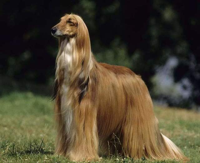 这可不是水怪,这是阿富汗猎犬在游泳,可以拍广告了"纵享丝滑"