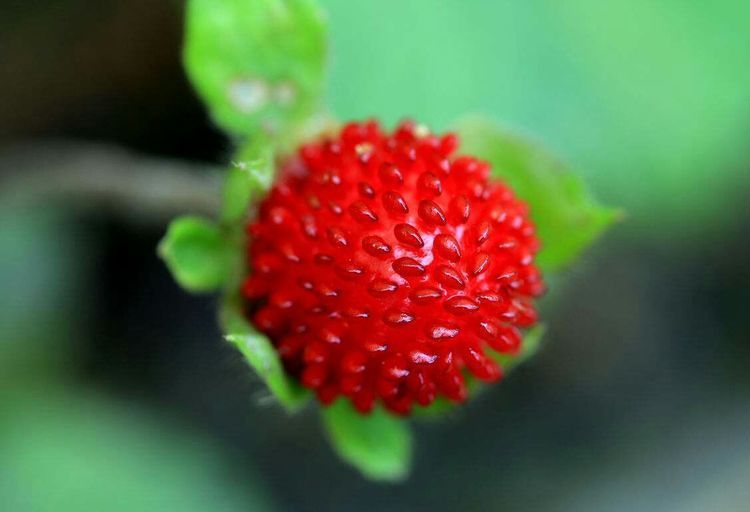 此果长得像草莓,传说是蛇的食物,却能治疗毒蛇的咬伤伤口
