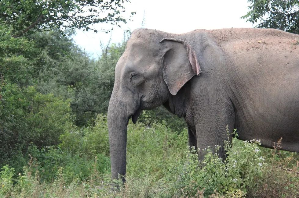 荒野公学|大象北上是迁移还是迁徙?