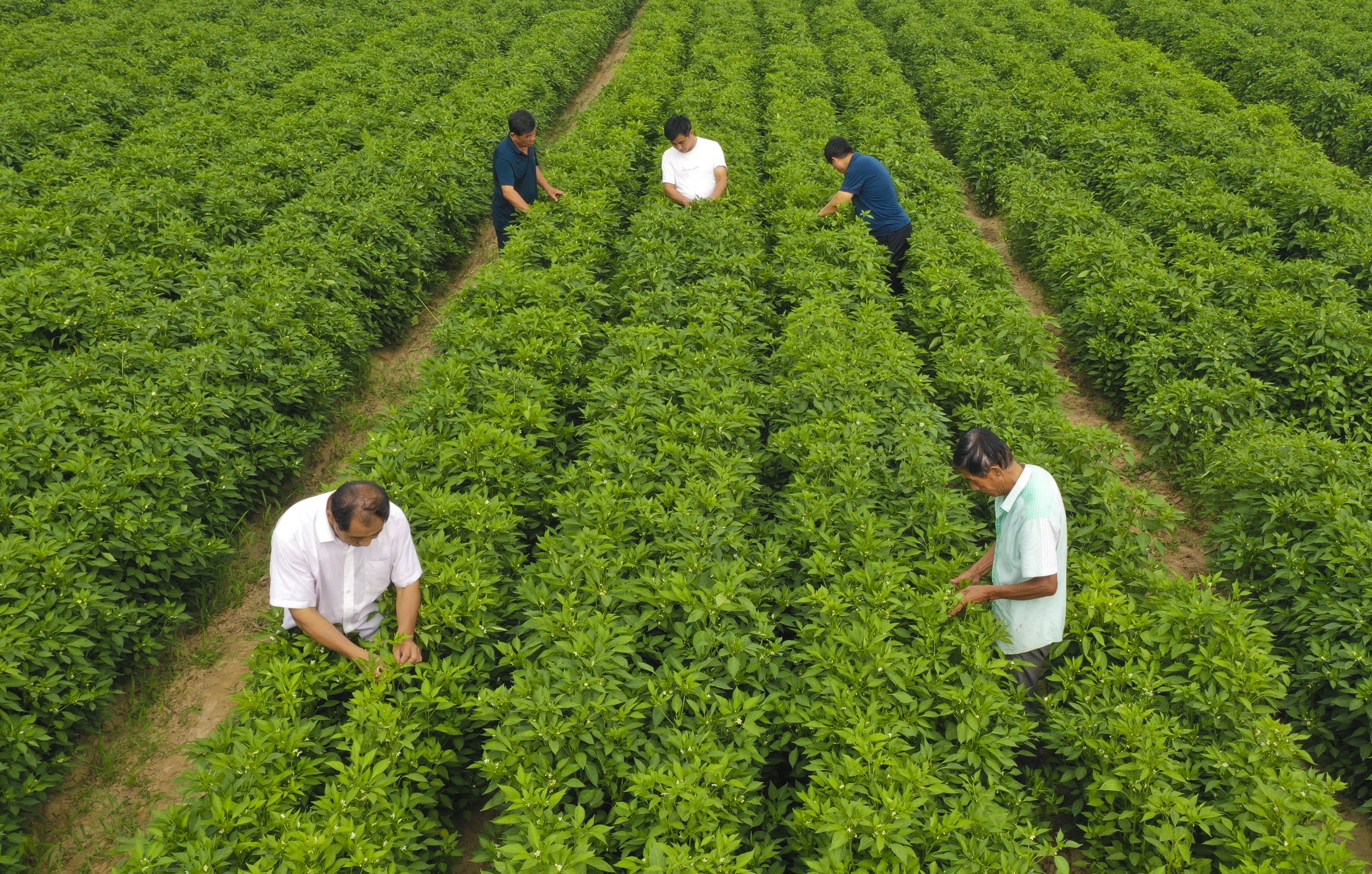 河北衡水:小辣椒开启致富新路径(3)