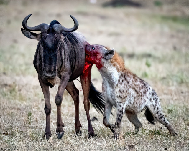 为什么鬣狗会活吃猎物,而狮子却要先杀死猎物再吃?