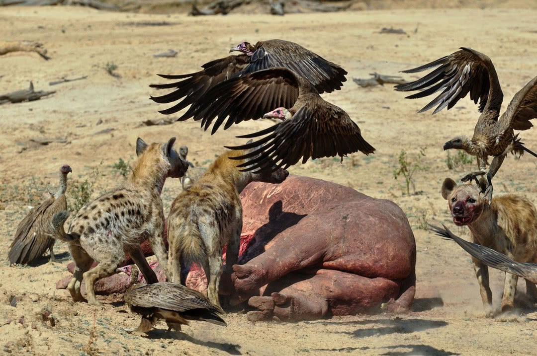 非洲"草原二哥"鬣狗,是如何被非洲人驯服的?看完不服不行