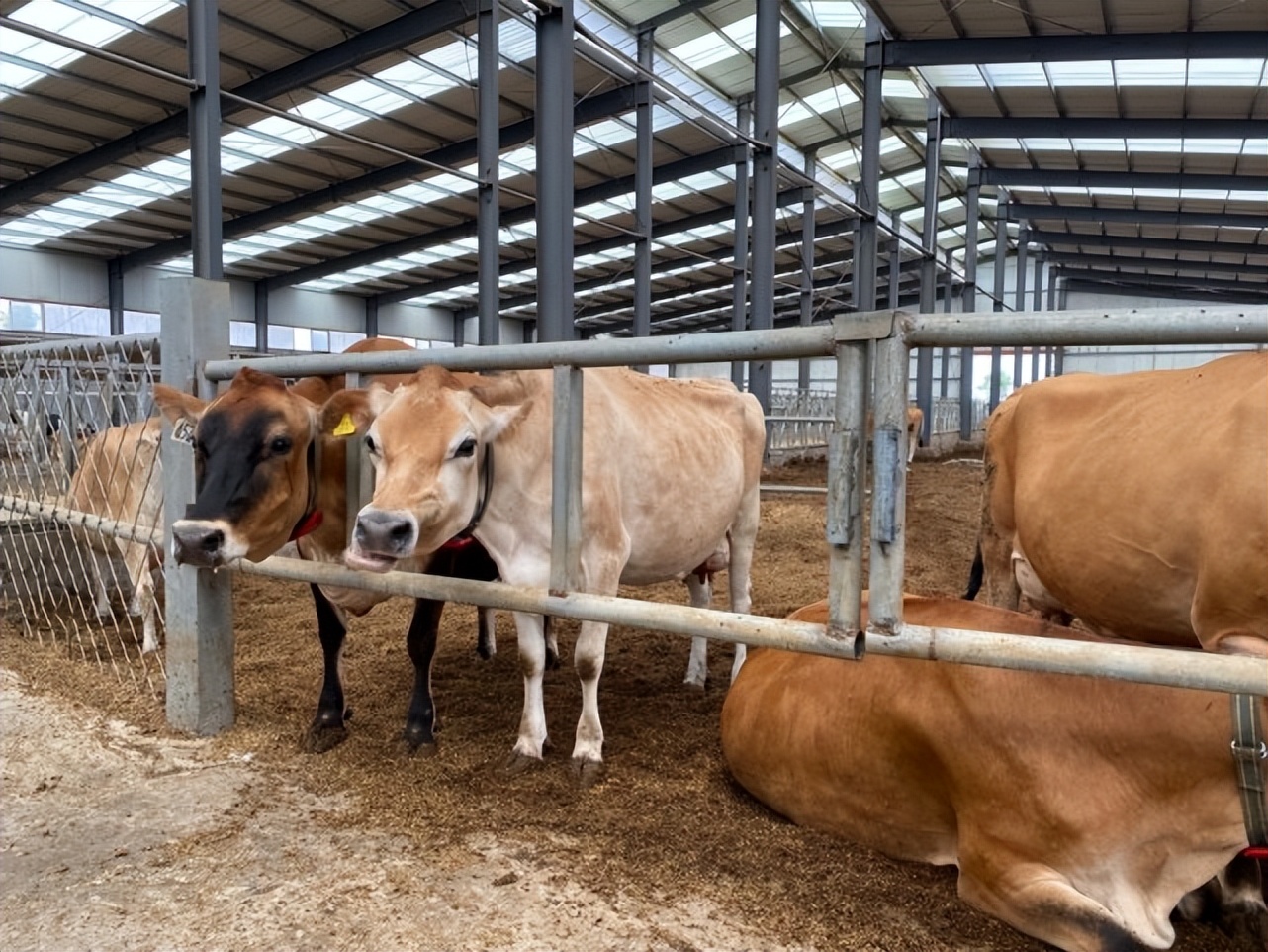 新手养牛需要准备什么?刚开始养牛需要做什么工作?养牛人必看