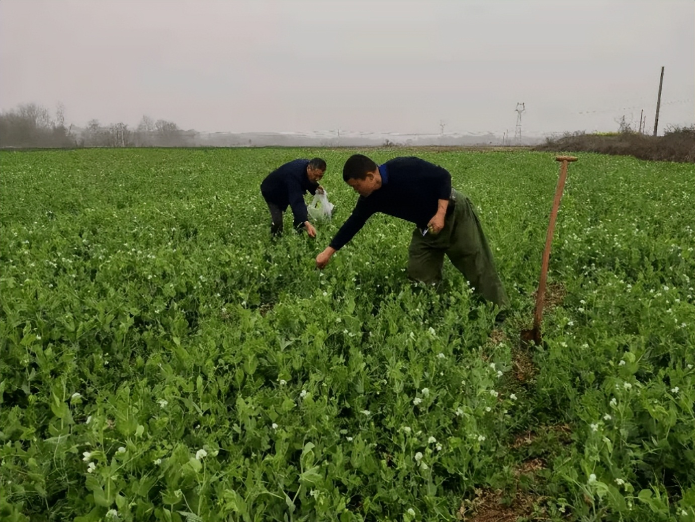 汇集花生和芝麻套种间作的种植技术,提高管理水平更有利提高收益