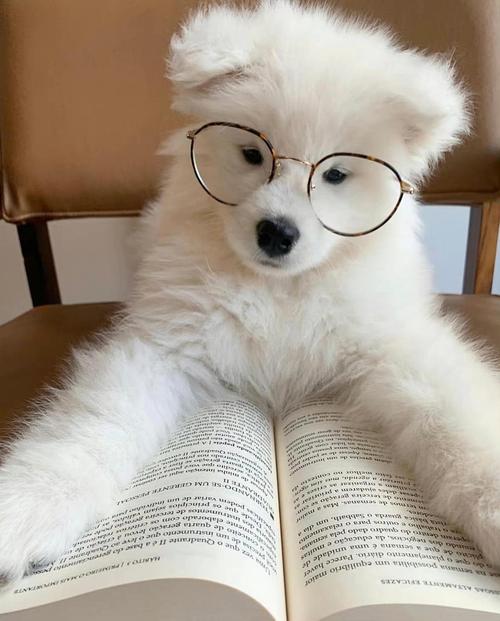 8个信号暗示狗狗"智商高",养了就是赚到了!