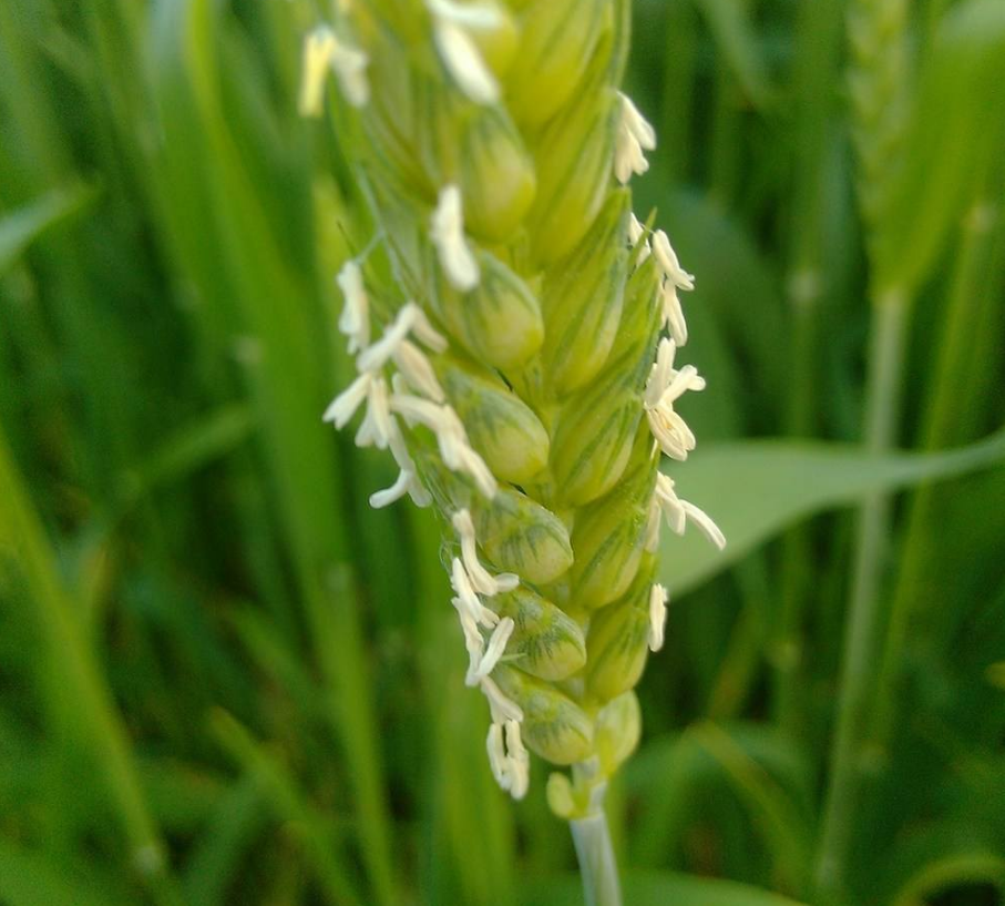 小麦花,高粱花,黄豆花——土坷垃的新媳妇