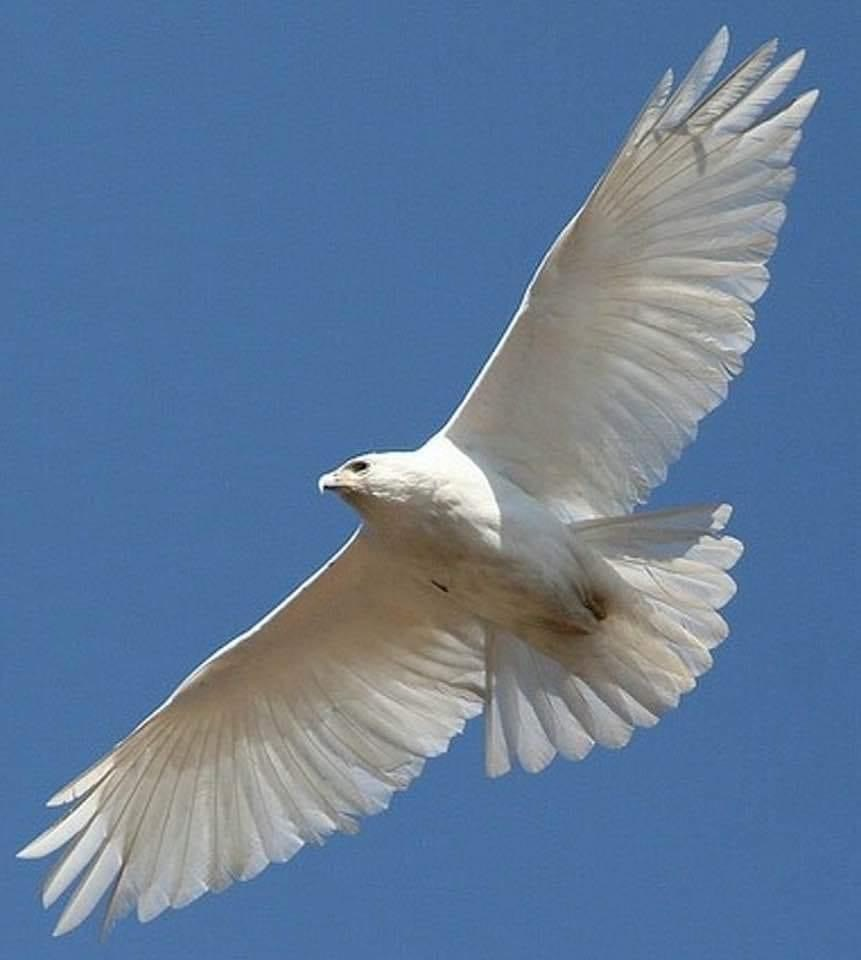 《神雕侠侣》里的白雕,致死相守,而现实中往往难逃七年之痒