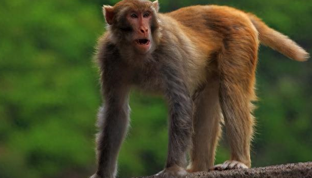 捕猴陷阱并非陷阱,清朝四川捕猴人用如此"陷阱"捉猴|故事