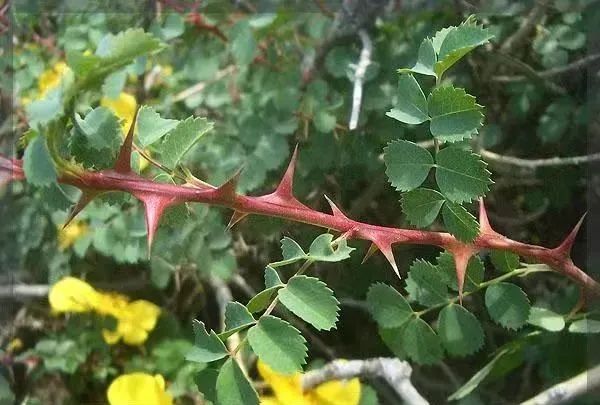 宽刺蔷薇,每一朵都有六品带刀侍卫,它比花王牡丹尊贵|no128