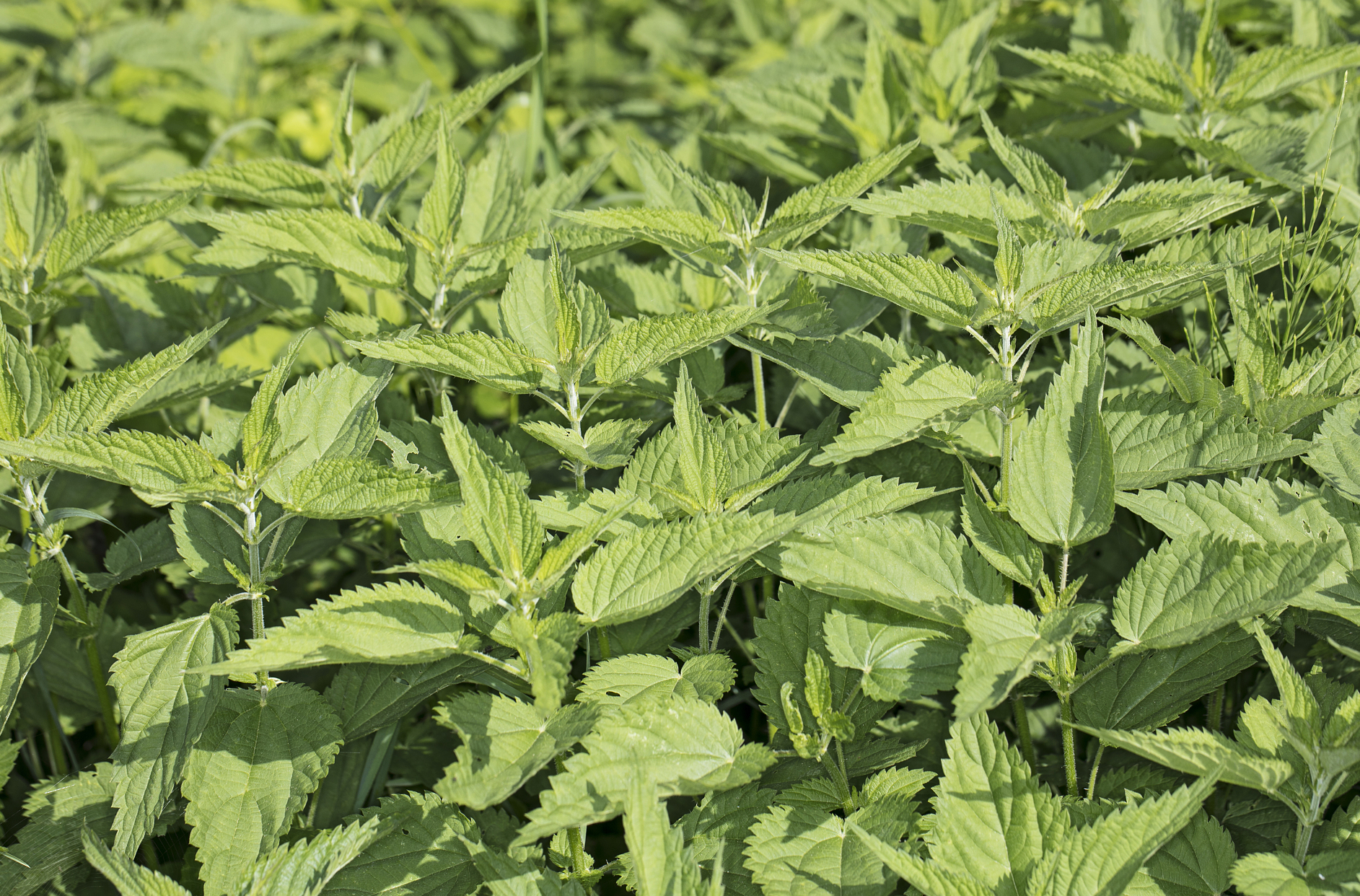 荨麻是什么植物?确实能当野菜食用吗?没错,味道还不错