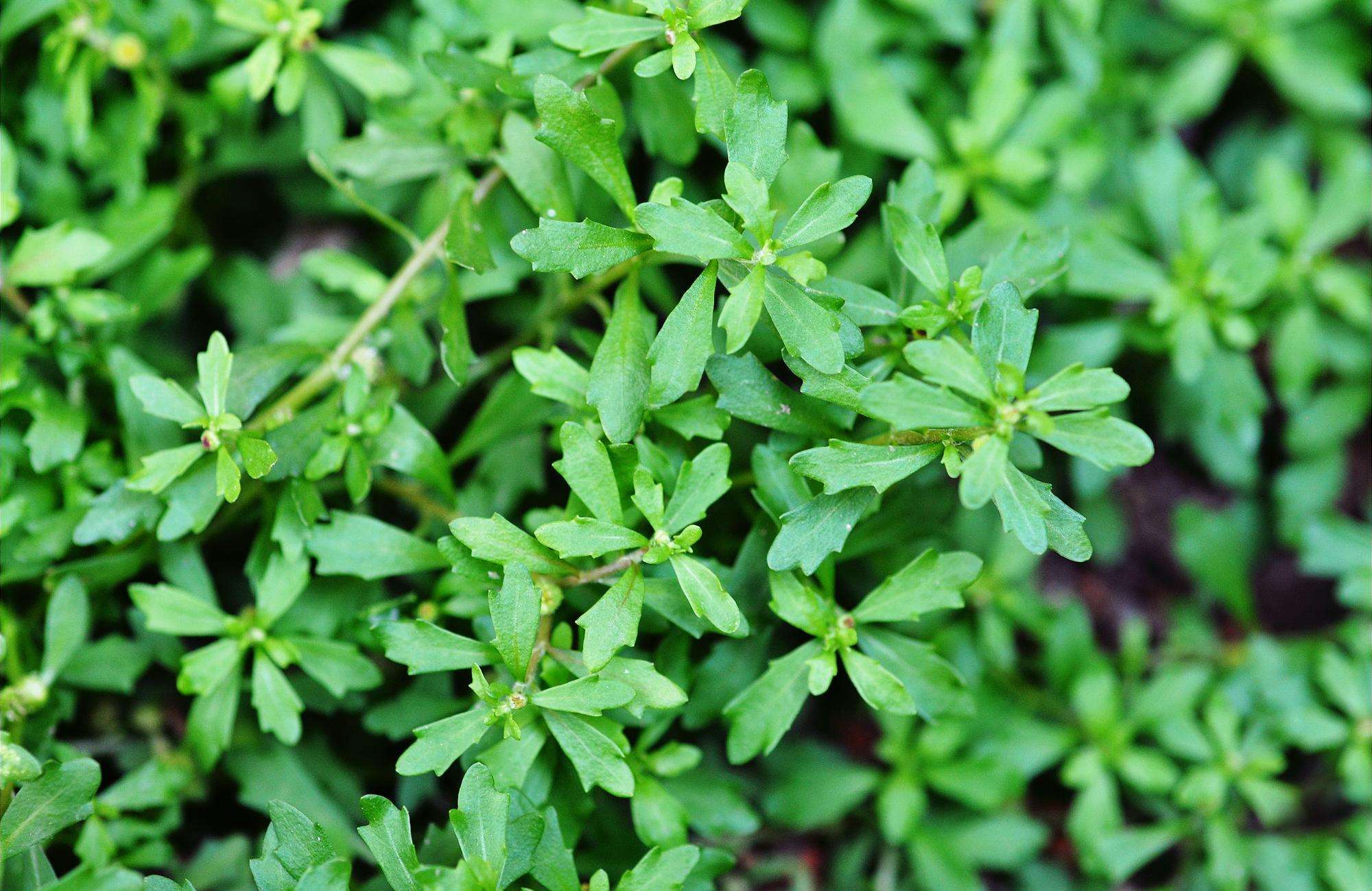 鹅不食草,号称通鼻神草,通鼻气,一斤能卖七八十元,你认识吗?