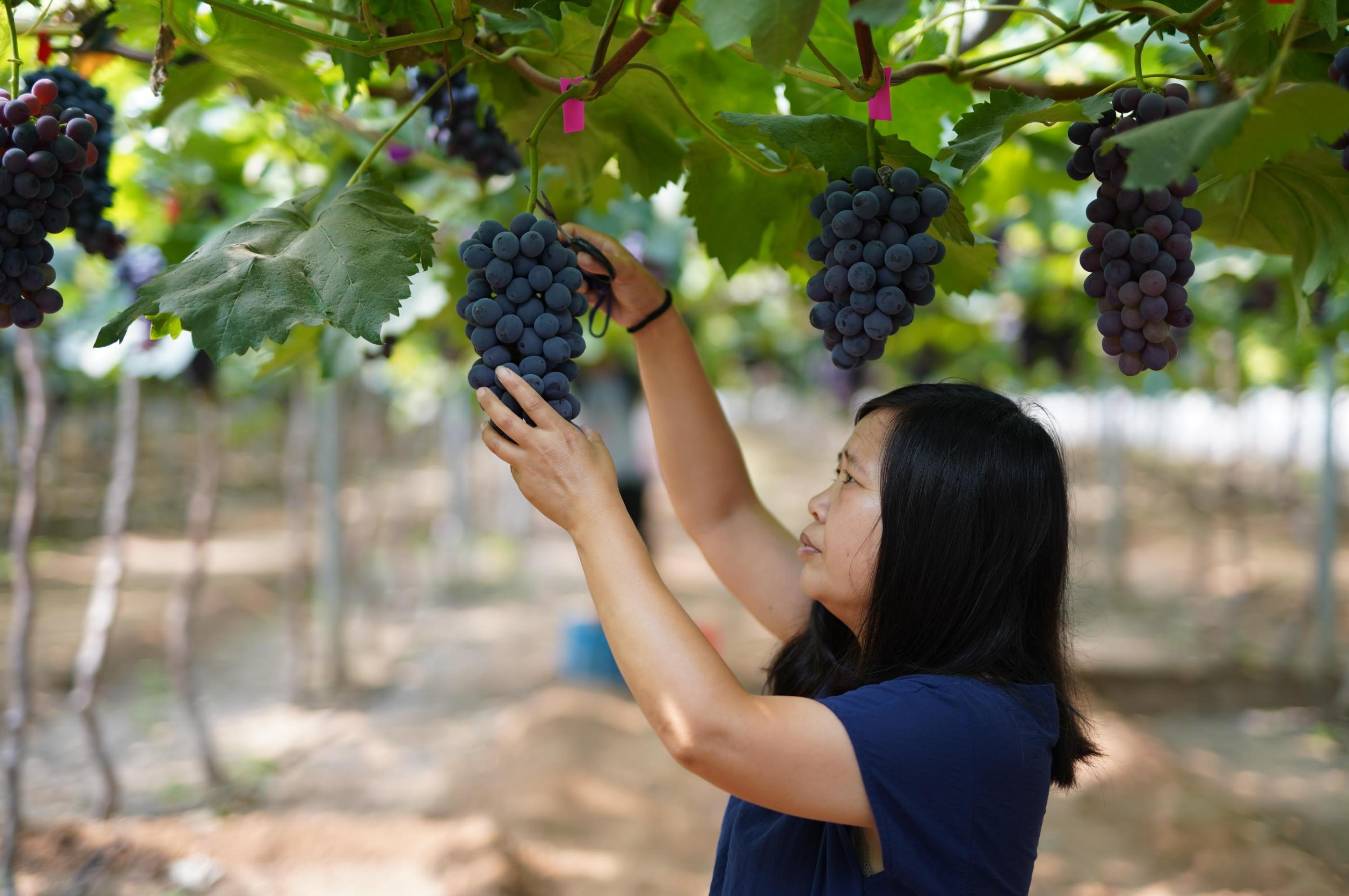 河北怀来:葡萄园里采摘忙 乡村振兴结硕果