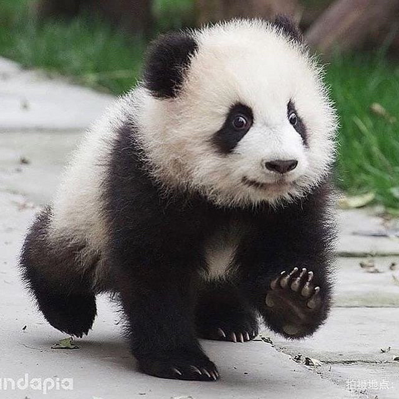 可爱熊猫,真的被可爱到了