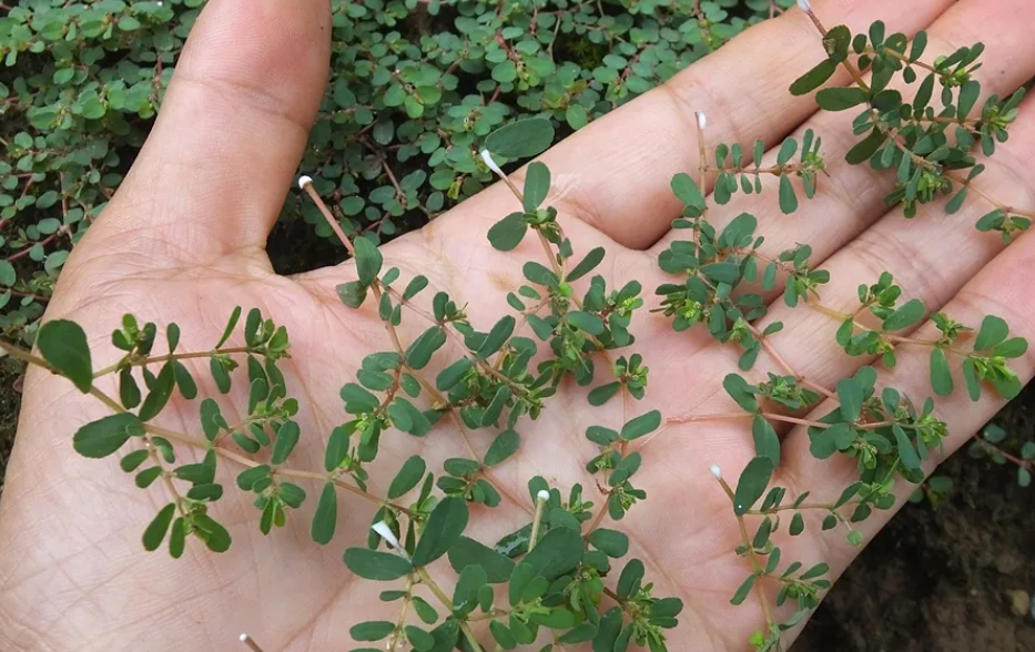 地锦草,又叫血见愁,奶浆草,有3大功效,农民朋友请尽快了解!