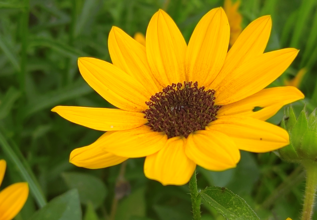 青青园中葵,朝露待日晞