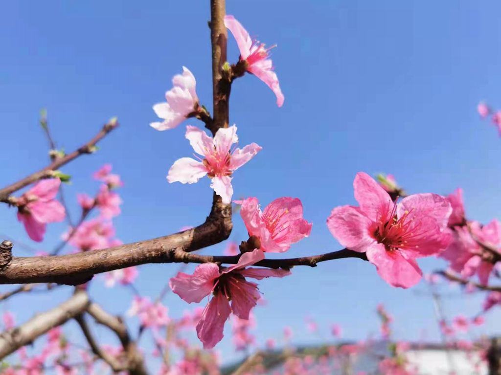 江油青林口古镇桃花图片