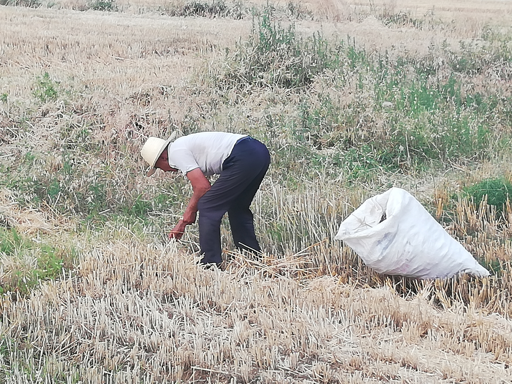 弯腰从田里捡拾麦穗