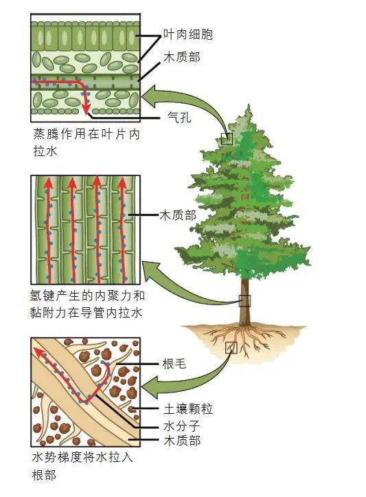 树的养分输送示意图图片