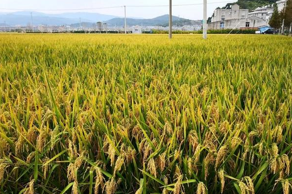 嘉优中科3号早熟又高产,抗倒病害少的好品种