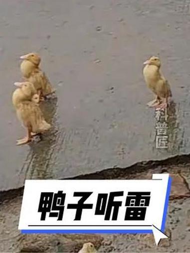 鸭子听雷,请勿轻易模仿!动物世界 奇妙的动物 万万没想到 来源