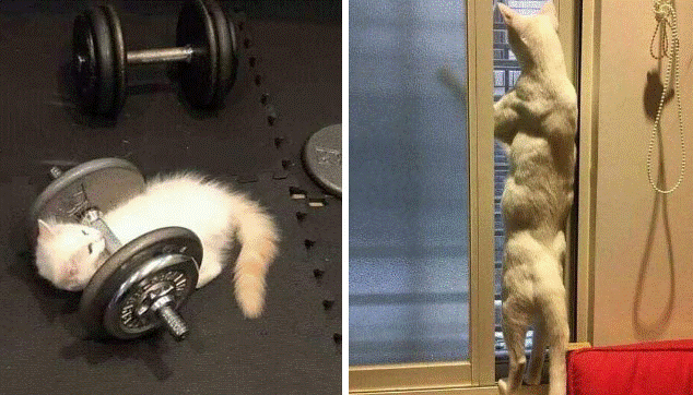 假如猫咪参加奥运会,新增奥运项目:小喵悬吊!搞笑动物图片合集