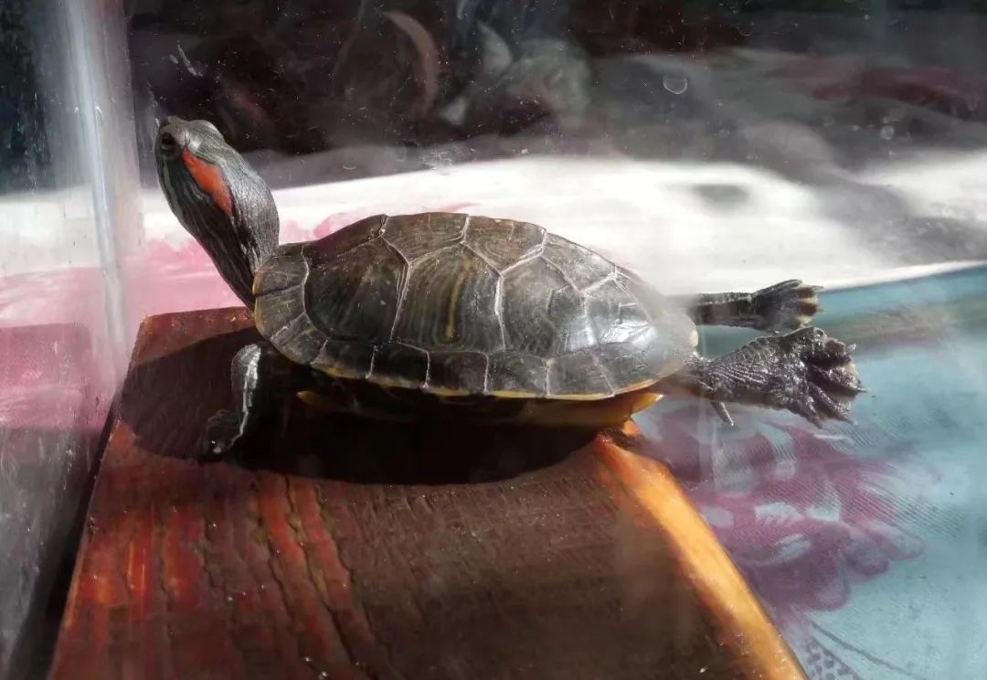 唯有巴西龟晒背是起飞样子,难道只有它有飞天梦?