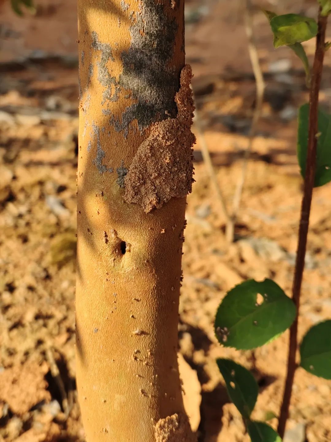 油茶黑翅土白蟻的危害及其防治技術