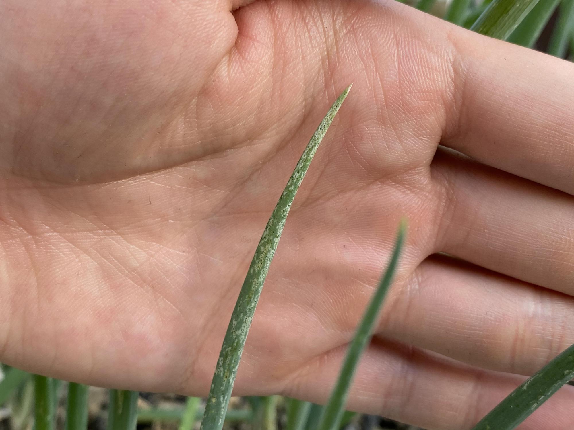 红蓟马 - 2020年最新商品信息聚合专区 - 百度爱采购