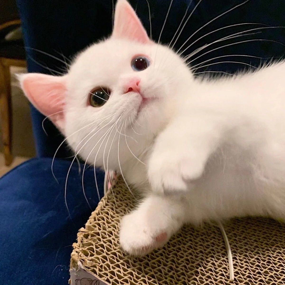 可爱的小猫咪合集