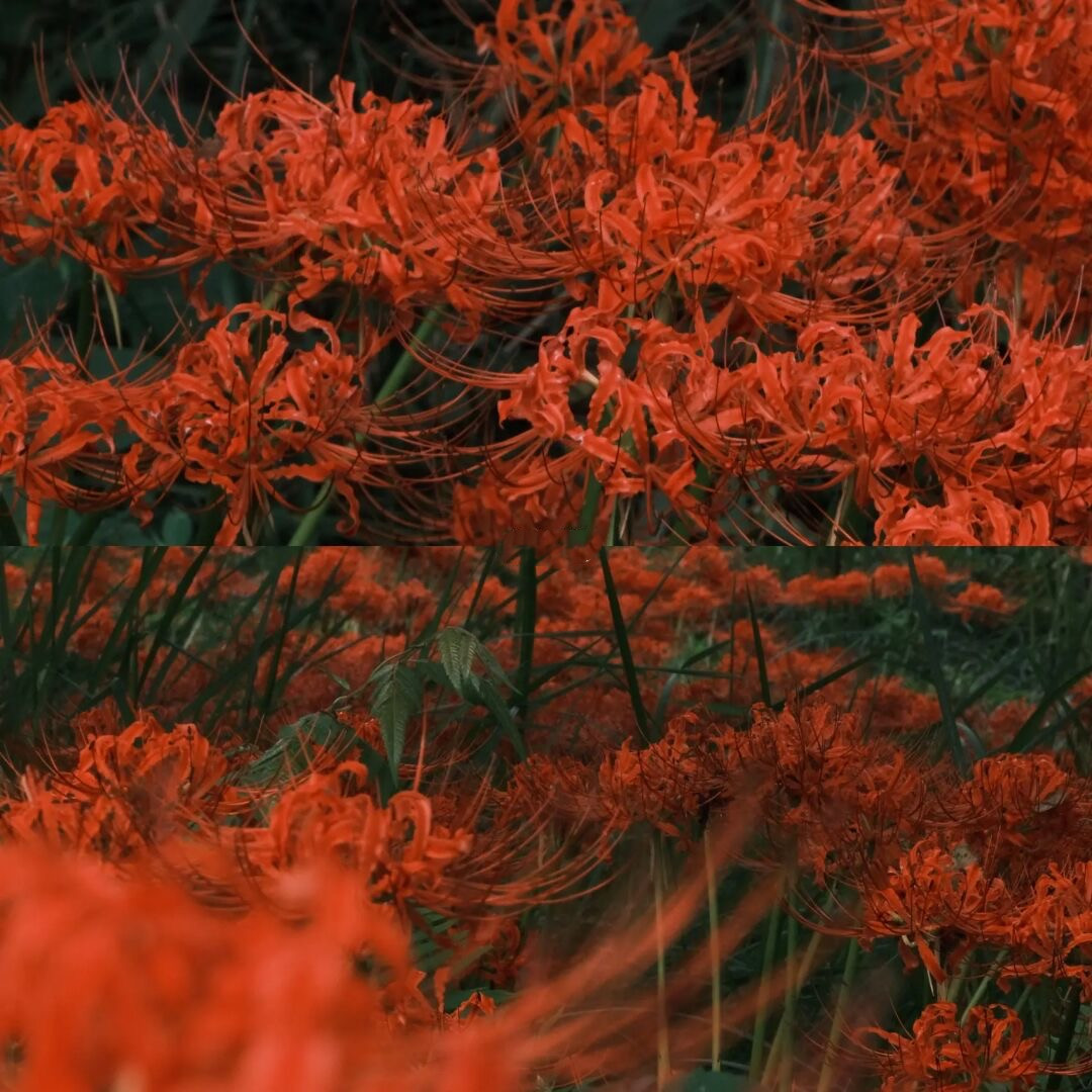 粉黛草,向日葵,彼岸花海……成都有多少惊喜!都给你们盘出来!