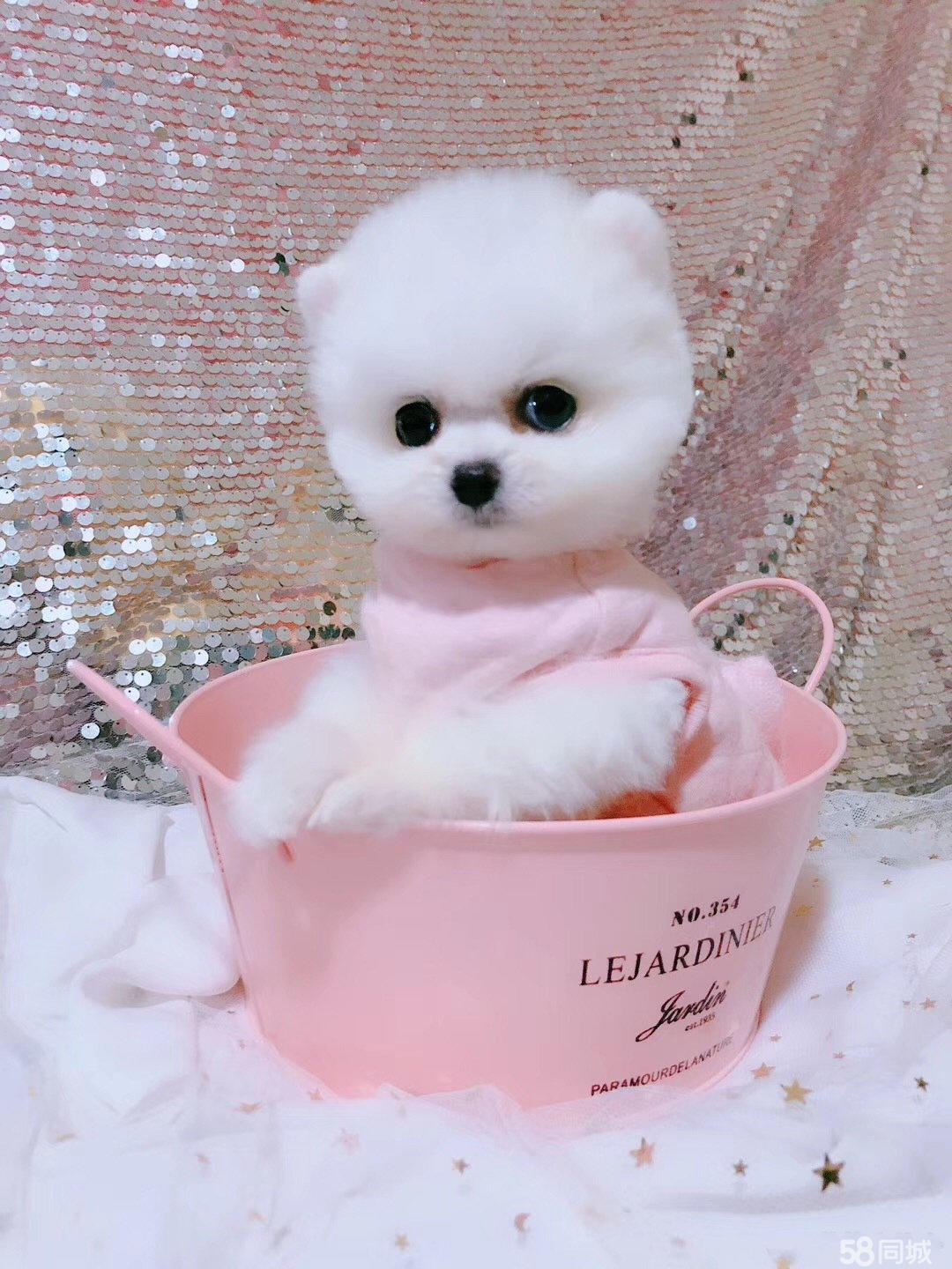 茶杯犬的特点有啥?深入了解这种可爱小犬的起源,健康与饲养要点