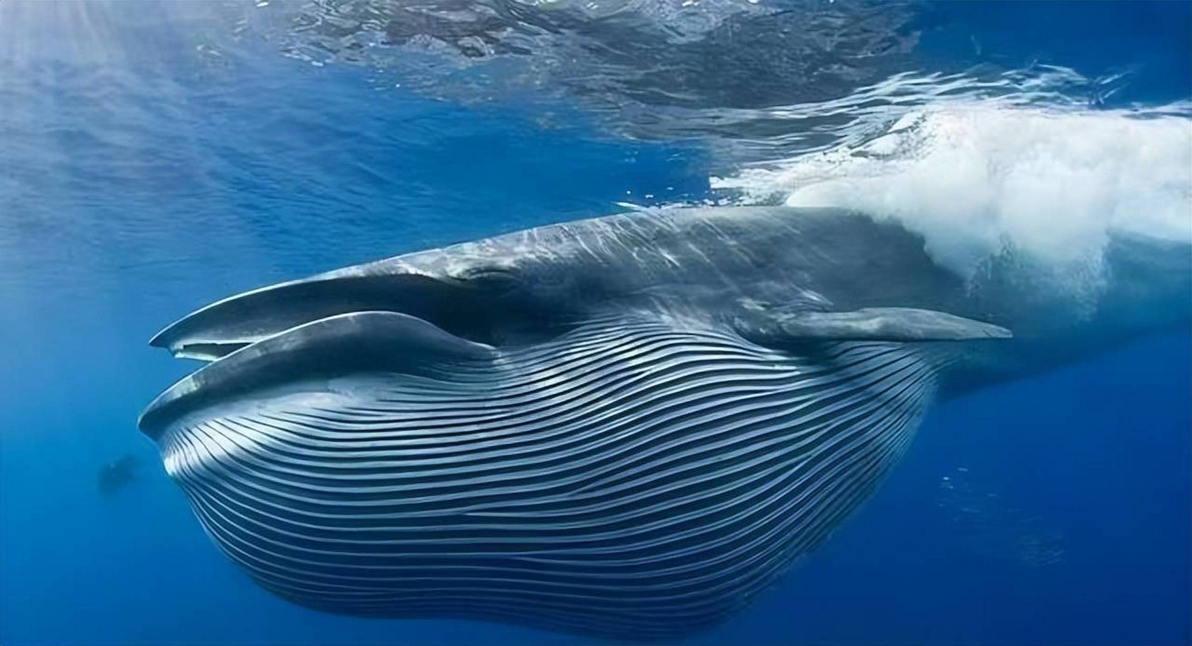 蓝鲸是这个星球上体型最大的动物,最长可达33米,体重达180吨.