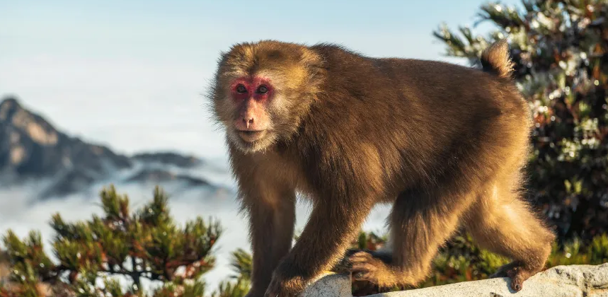 世界名猴-短尾猴