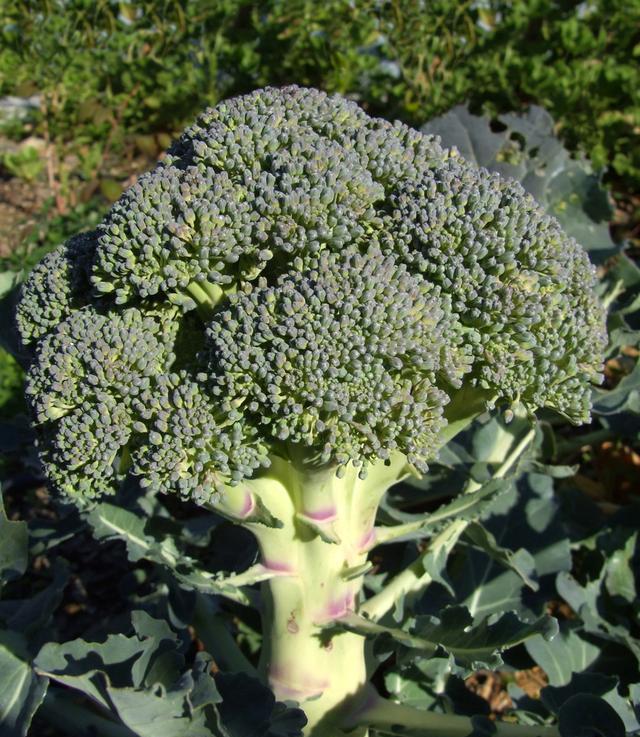 花菜- 优质问答专区