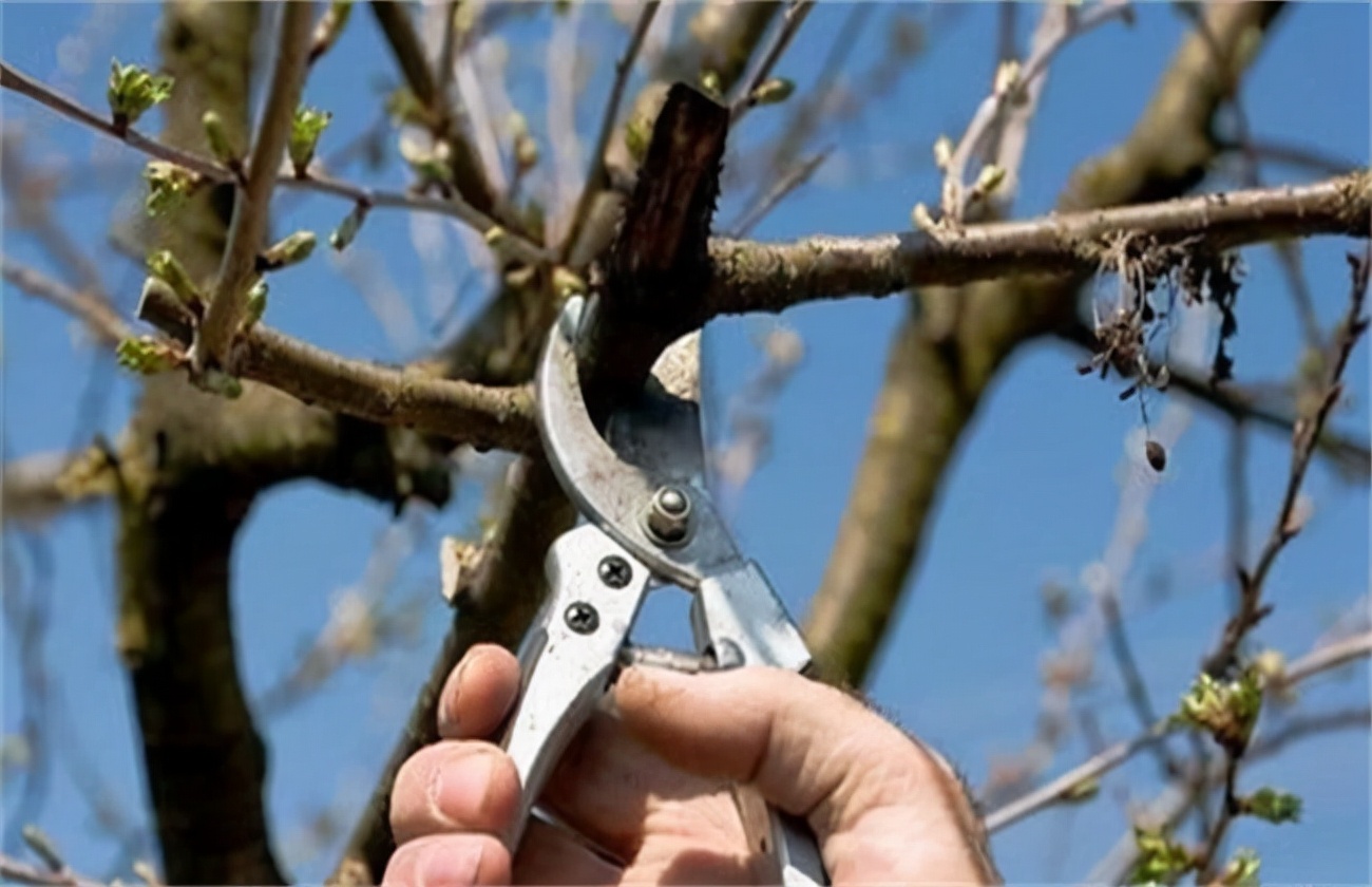 2021车厘子树秋季修剪注意事项