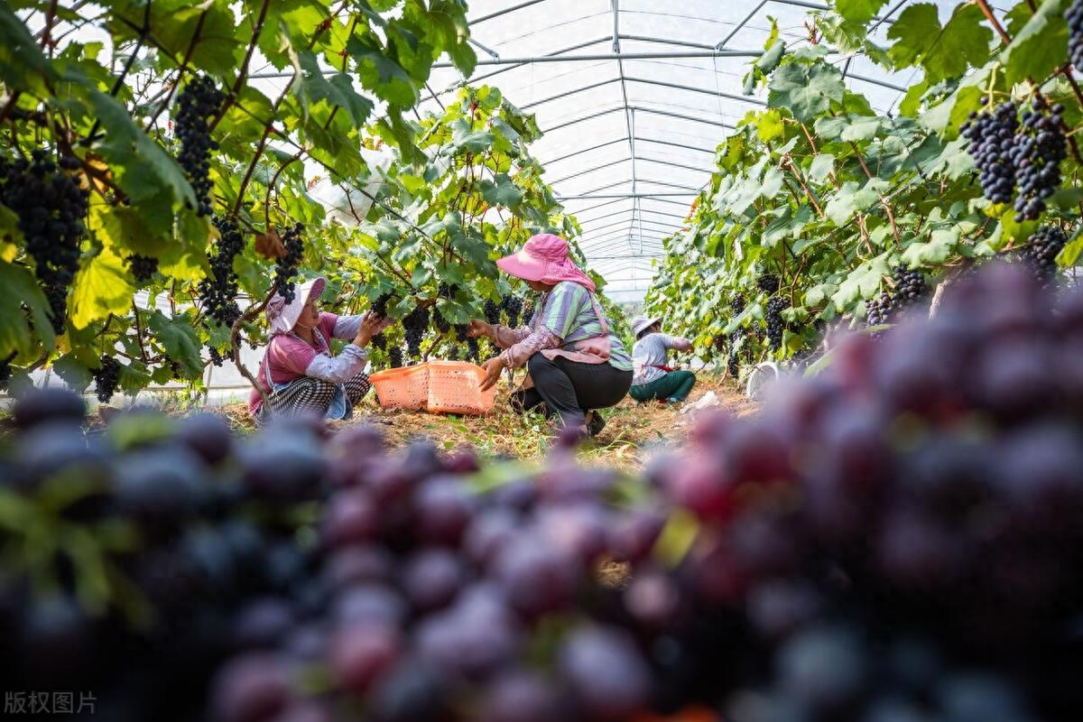 夏季葡萄怎么管理?夏季如何管理露地葡萄和大棚葡萄
