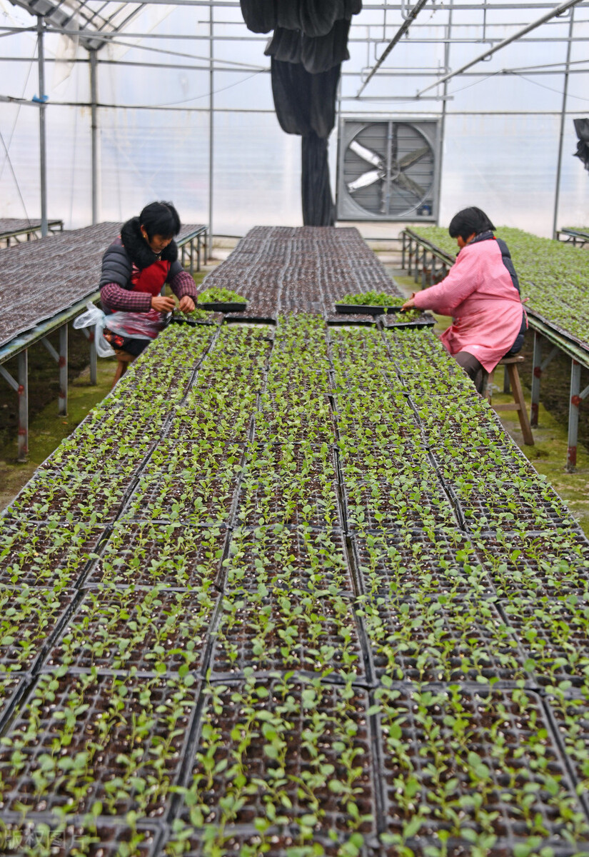 浙江弘丰农业生态公司智能育苗基地,农民忙着培育幼苗