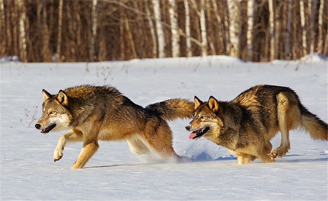 新疆天山狼群下山,咬住头羊尾巴将一群羊赶走,还赶着马群跳山崖